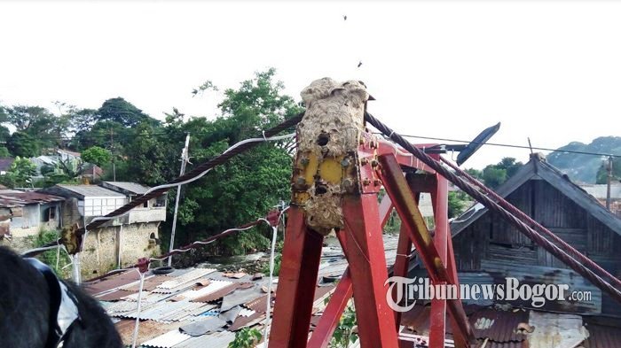 Banyak Sarang Tawon Buat Resah Warga Bogor, Ada yang Tersengat Sampai Meriang