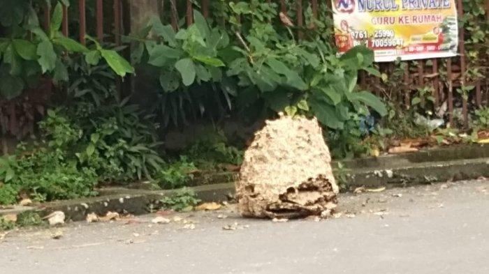 Seorang Pelajar SD di Garut Tewas Disengat Tawon