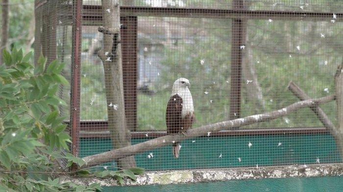 Ratusan Satwa Berhasil Direhabilitasi oleh PPS di Kampoeng Reklamasi Air Jangkang Bangka
