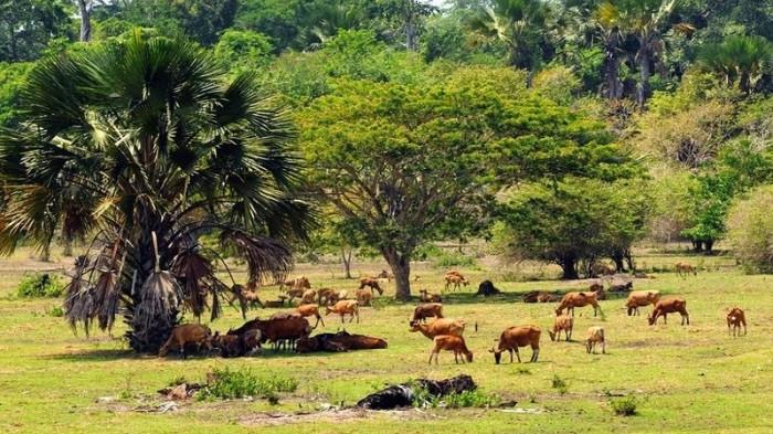 savana dsadengan banyuwangi
