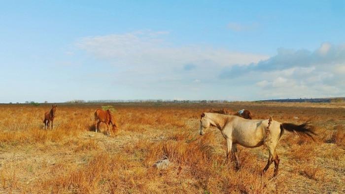 savana sumba ntt