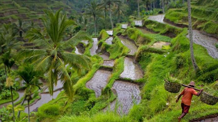 Wapres Jusuf Kalla: Memalukan Negeri Begitu Luas Tapi Impor Beras Terus