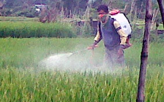 Walang Sangit Gegerkan Kota Siantar dan Simalungun