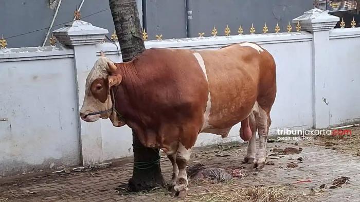 SAPI KURBAN PRABOWO - Sapi limosin berbobot 1 ton sumbangan dari Presiden Prabowo kepada pengurus Masjid Al Ichrom, Kalideres, Jakarta Barat, Selasa (26/5/2026). Lantaran ukuran sapi yang jumbo, warga pun menamakam hewan kurban dari Presiden Prabowo itu 