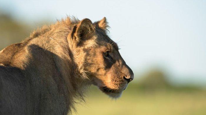 Hilang 3 Hari di Taman Safari Zimbabwe, Turis Jerman Ditemukan Hidup, Ternyata Mobil Alami Kendala