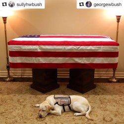 Sully, Anjing Kesayangan Bush Senior yang Setia Mendampingi di Samping Peti Jenazah