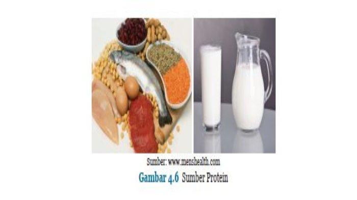 Sumber Protein