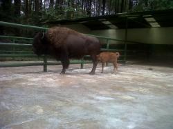 Tunjukkan Tinta di Jari, Menginap di Safari Garden Resort Diskon 40 Persen