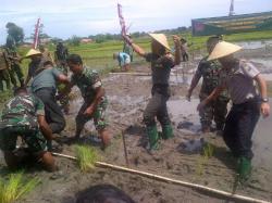 Lahan Tidur Milik Kodim Bangkalan Ditanami Padi