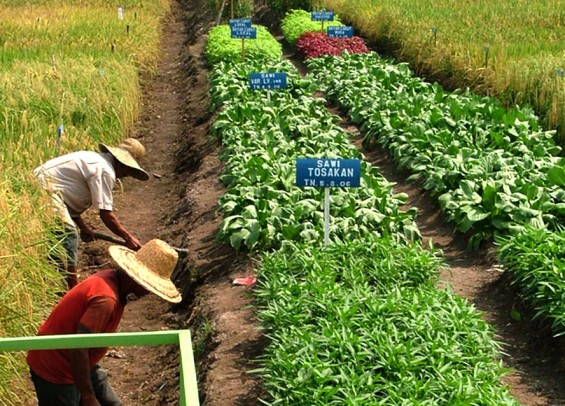 Cegah Kelangkaan Pangan Pemerintah Sarankan Warga Tanam Sayur Mayur