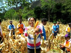 FAO dan Balitbang Kementan Sukses Genjot Produksi Jagung Lewat Pertanian Konservasi di NTB