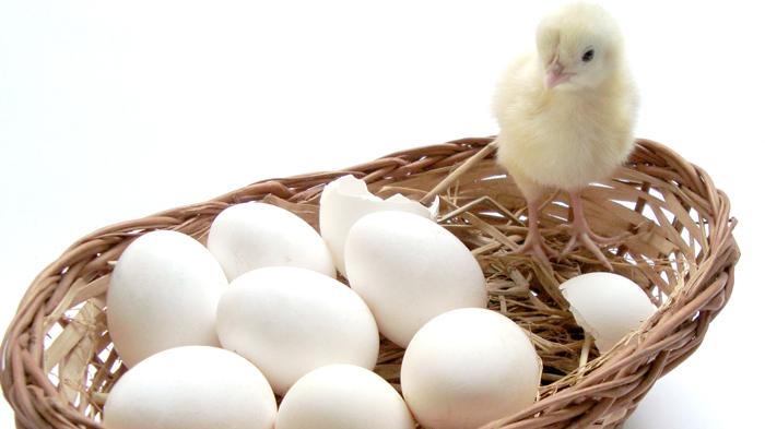 Tiga Cara Sederhana Bedakan Telur yang Masih Bagus dan Nyaris Busuk