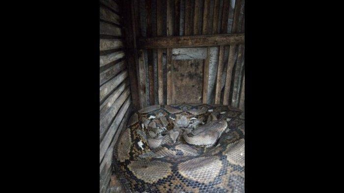 Terdengar Keributan dalam Kandang, Ternyata Ada Ular Piton, 4 Ekor Ayam Sudah Hilang Dimangsa