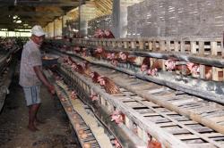 Soal Impor Jagung, Mendag akan Klarifikasi ke Kapolri