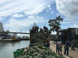 Dua Truk Bermuatan Nanas di Kapal Siap Berlayar ke Jakarta, Ternyata Isinya Pasir Timah