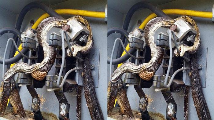 Buka Kotak Listrik, Dua Teknisi Ini Terkejut Melihat Isinya