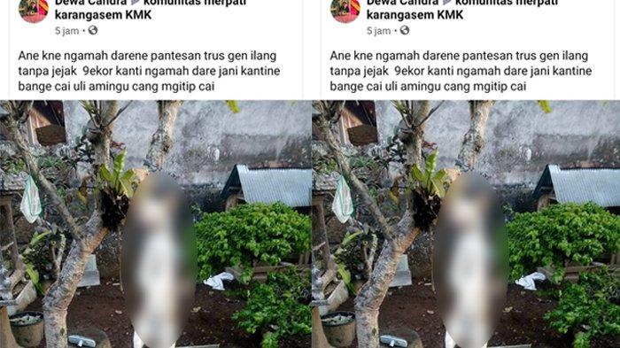 Viral Kucing Digantung di Pohon, Pelaku Minta Maaf, Komunitas Pecinta Hewan BAD Tak Tinggal Diam