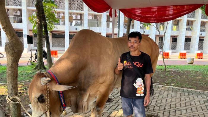 wirobumi sapi kurban gibran di masjid istiqlal
