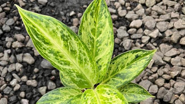 Aglaonema Alanaqu dan Pasar Aglaonema 2026
