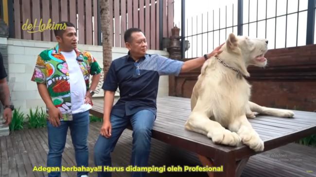 Koleksi Satwa Liar Bambang Soesatyo, Merak di Duren Sawit hingga Singa Putih di Vila Bali