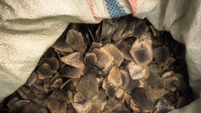 Pria Bawa 30 Kg Sisik Trenggiling Ditangkap di Rohil, Polisi Ungkap Modus Perburuan