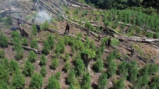 Hampir 2 Juta Batang Ganja Seharga Rp 621 Miliar Diamankan dari Ladang di Aceh