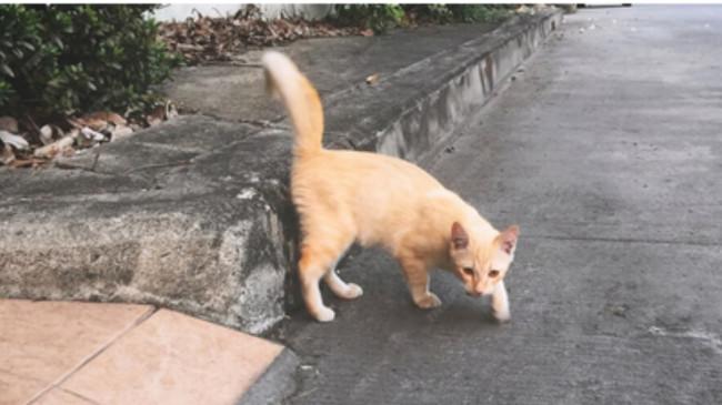 Kasih Makan Kucing, Ibu di Palembang Dipukul Suami dengan Tangan dan Sandal