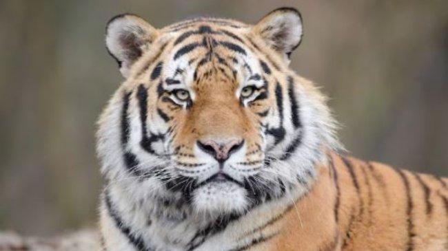 Hoaks Video Viral Warga Dimangsa Harimau di Tanggamus, Polisi: Kecelakaan Lalu Lintas di Pati