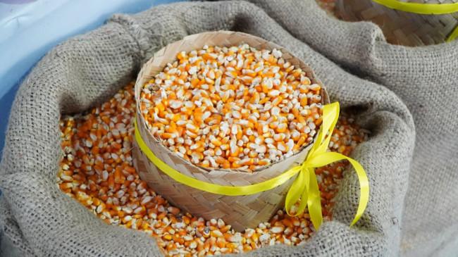 Pemerintah Mulai Salurkan Jagung SPHP, Targetnya hingga 52,4 Ribu Ton