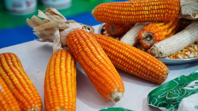 Bapanas: Bulog Serap Jagung Petani 16 Ribu Ton di September 2025