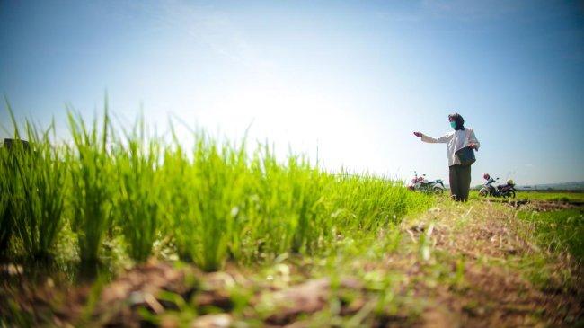 Kinerja Kementan Bikin Publik Optimis, Swasembada Pangan Nasional di Depan Mata