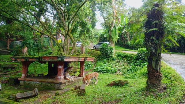 Komitmen TSI Cisarua: Dari Program Konservasi Hingga Rumah Sakit Satwa Terlengkap se-Asia Tenggara