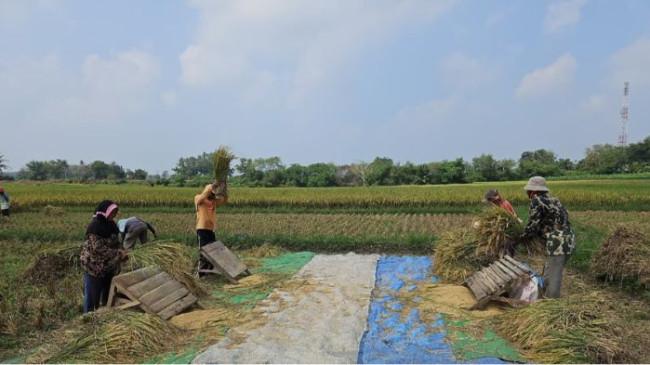Kebijakan Pertanian Era Presiden Prabowo Dinilai Stabil, Petani Lebih Tenang dan Produktif