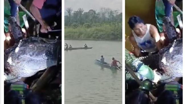 Cari Korban Diterkam Buaya, Warga Justru Tangkap 2 Ekor Buaya, Salah Satunya Berukuran Jumbo
