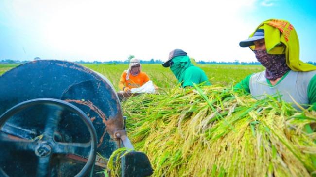 Komisi IV DPR Nilai Kebijakan Pangan Pemerintahan Prabowo Makin Berdampak bagi Petani
