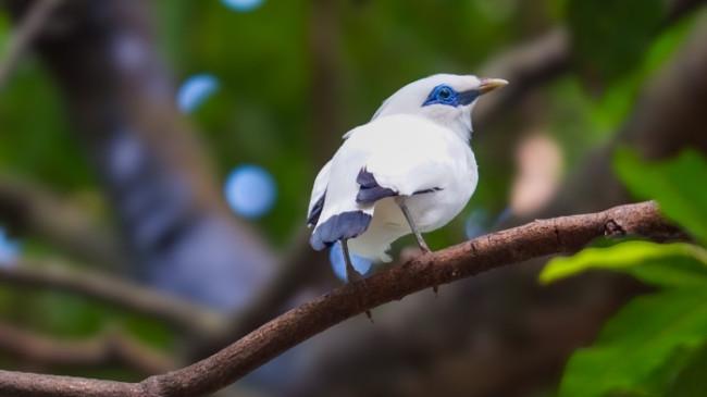 Fauna Maskot Daerah: Simbol Identitas dan Cermin Kekayaan Alam Indonesia