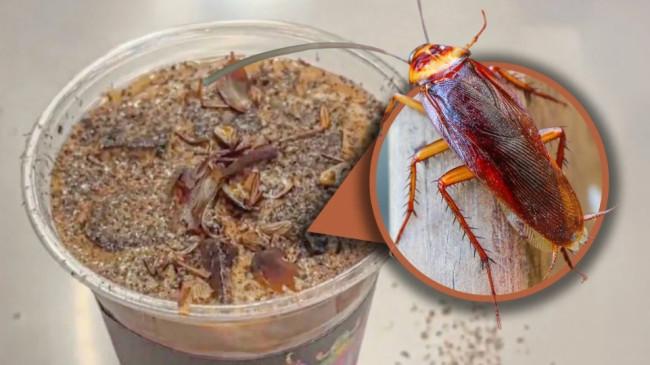 Kopi Kecoak di China Rp 100 Ribu per Cangkir Diburu Warga, Diklaim Bantu Peredaran Darah
