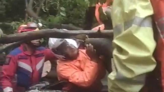 Hujan Deras dan Angin Kencang Picu Pohon Tumbang di Kebayoran Baru sehingga Menewaskan Satu Orang