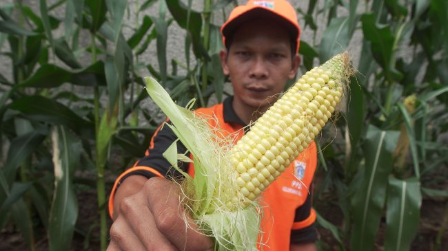 Rutin Makan Jagung? Siap-siap Badan Anda Alami Hal Mengejutkan Ini!