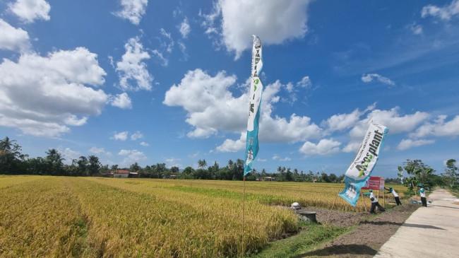 Panen Raya di Subang, Komunitas 10 Ton Capai Produktivitas Dua Kali Lipat Nasional