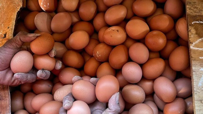 Mitos Tak Boleh Makan Telur Saat Tubuh Luka, Faktanya Ternyata Kebalikan