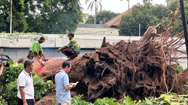 Imbas Pohon Besar Tumbang di Jaksel, Infrastruktur dan Jaringan Listrik MRT Jakarta Rusak