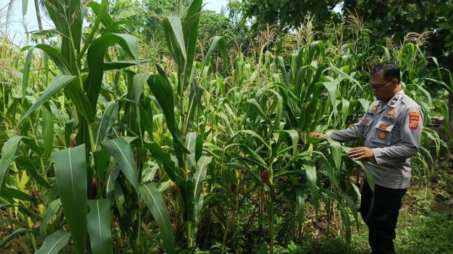 Dukung Ketahanan Pangan, Polsek Tempuran Rawat Langsung Tanaman Jagung Hibrida