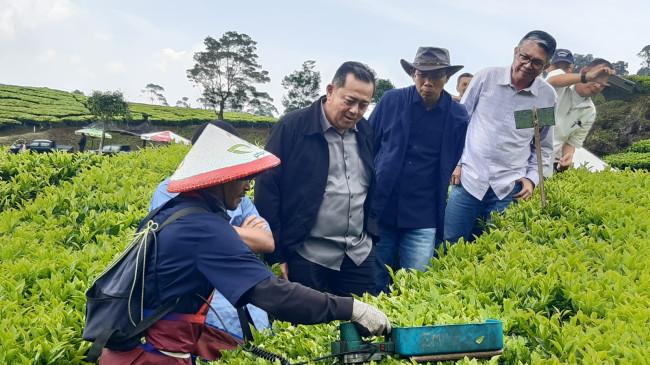 PTPN III Didorong Optimalkan Teknologi untuk Genjot Kenaikan Produksi Daun Teh 