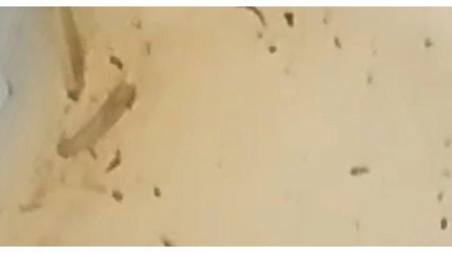 Kumpulan Kasus Temuan Ulat pada Hidangan MBG, Terbaru di Bangkalan