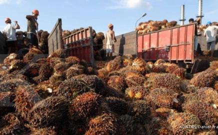 Pakar Ingatkan Potensi PHK dan Keberlanjutan Industri Sawit Pasca Terbitnya PP Nomor 45 Tahun 2025 