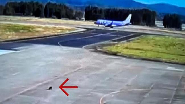 Beruang Masuk Landasan Pacu, Bandara Hanamaki Jepang Ditutup Sementara