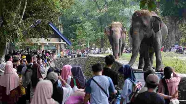 Perluas Akses Edukasi Satwa bagi Warga, Pemprov DKI Hadirkan Night at the Ragunan Zoo