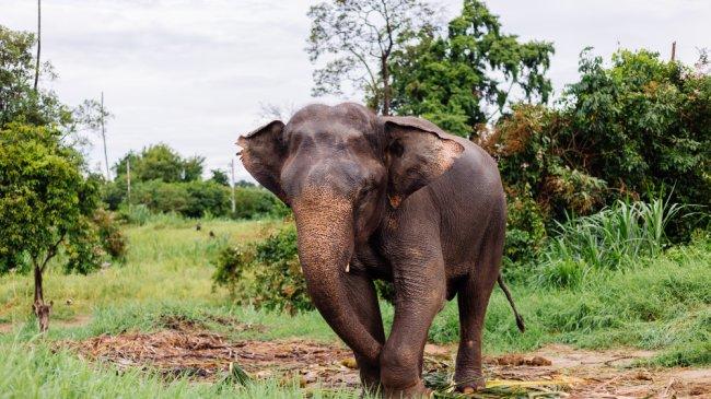 Pelajar di Pekanbaru Terluka Diserang Gajah, Warga OKU Juga Resah Serangan Satwa Liar