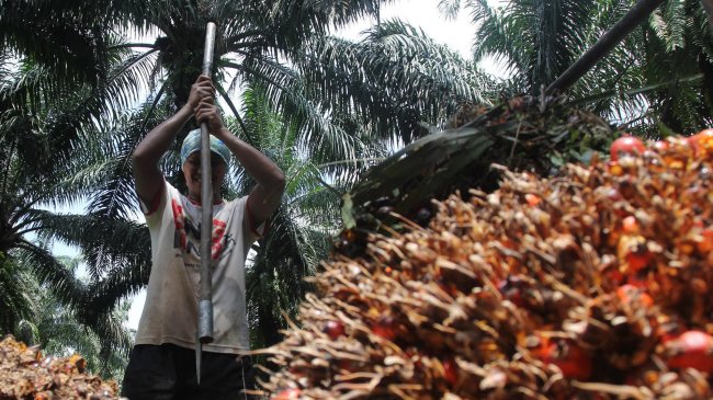 Guru Besar IPB: PP 45/2025 Picu Polemik Serius di Industri Sawit dan Masyarakat